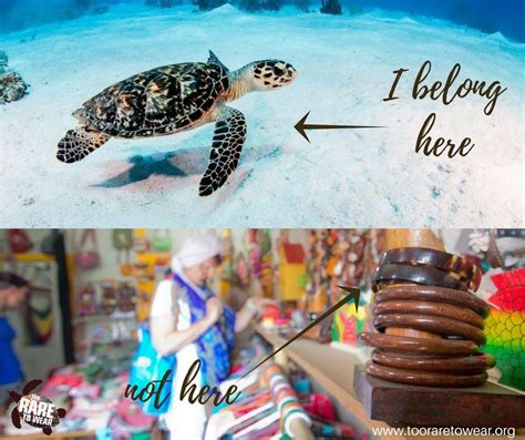 Save The Turtles — SEE Turtles — SEE Turtles.